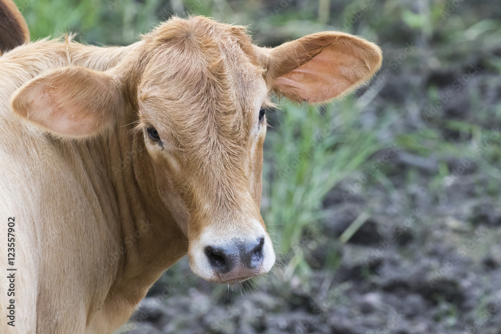 Young cattle standing staring on nature background.