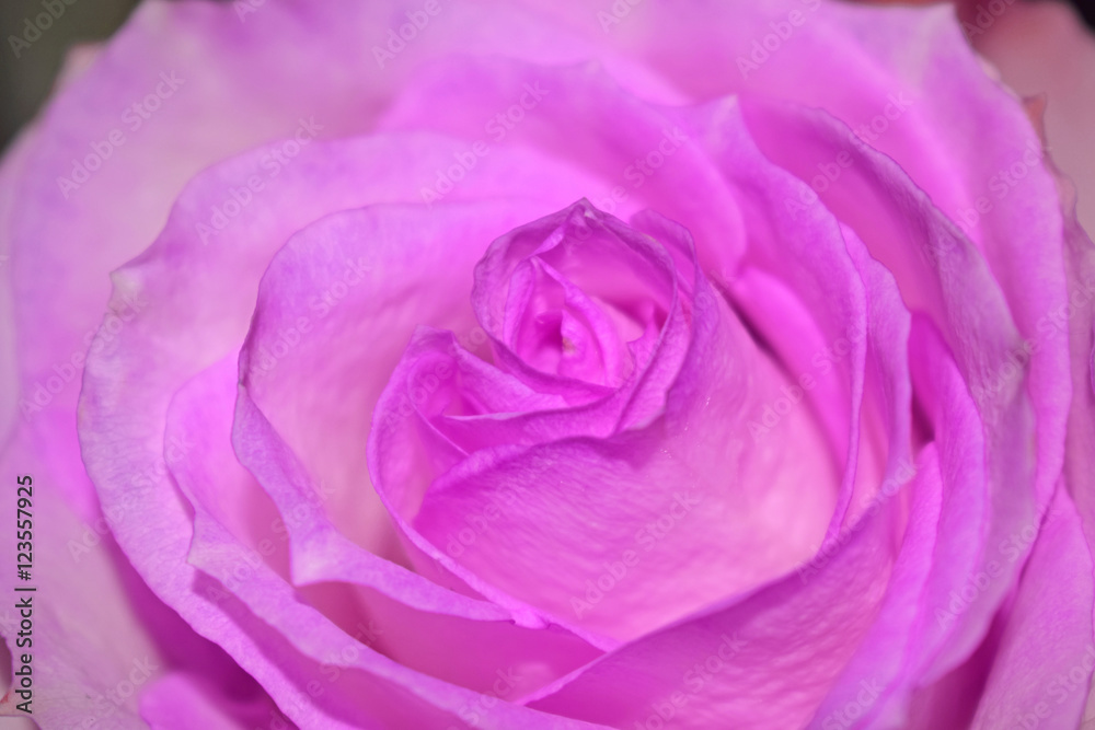 Beautiful rose background (colorful flower wallpaper) Beautiful rose background (colorful flower wallpaper)