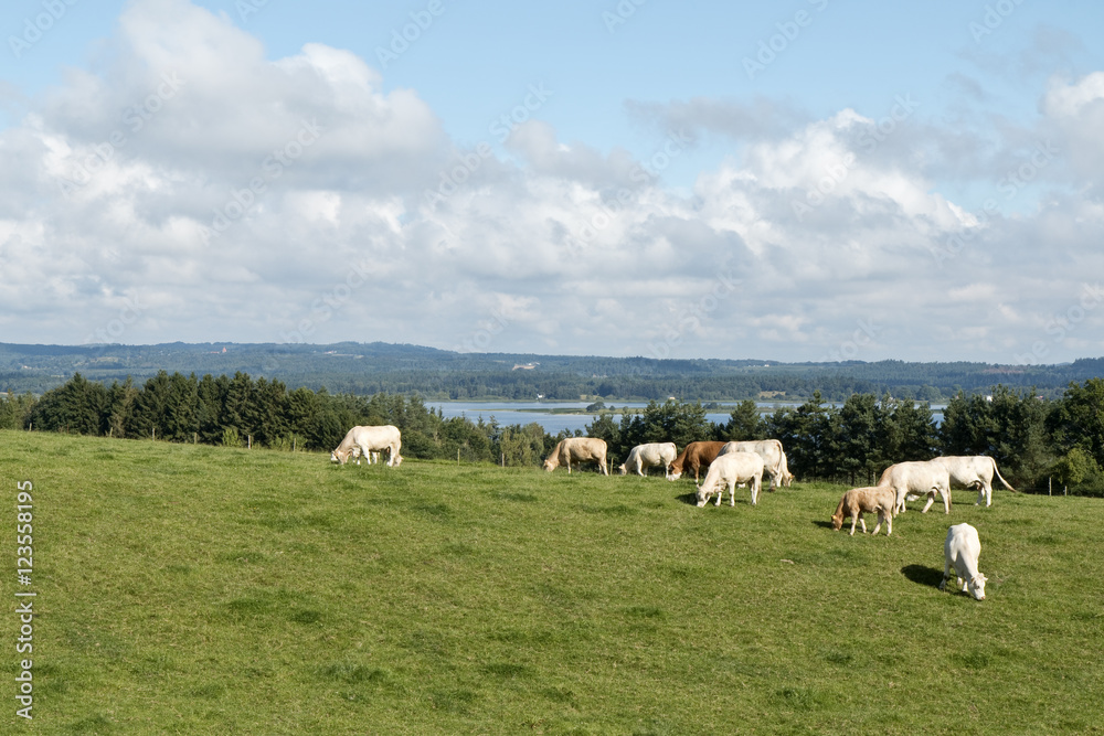 Cattle in the Field