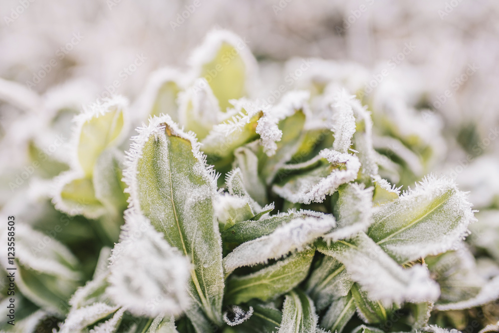 Close-up of frosted plants Close-up of frosted plants