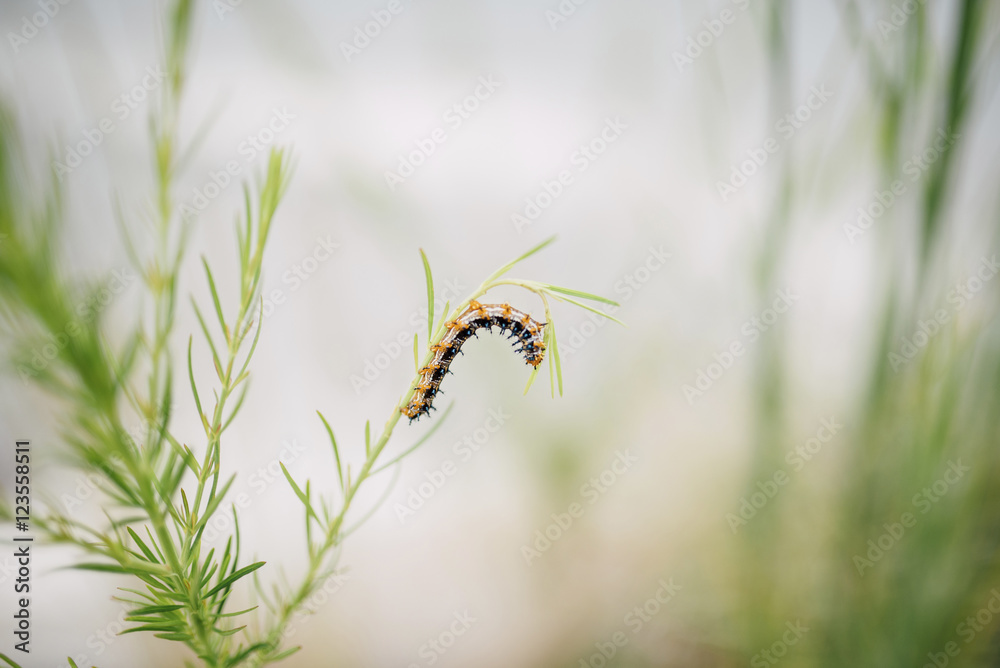 Caterpillar crawling on plant stem Caterpillar crawling on plant stem