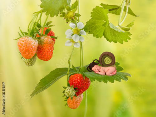 Baby snail on strawberry plant photo