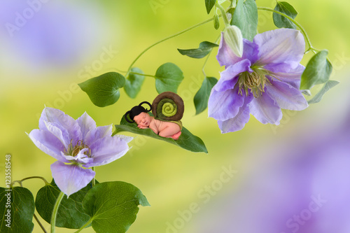 Baby snail on clematis flower photo