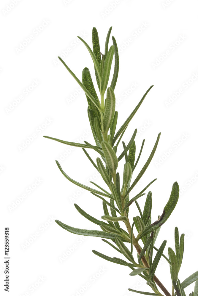 Fototapeta premium rosemary