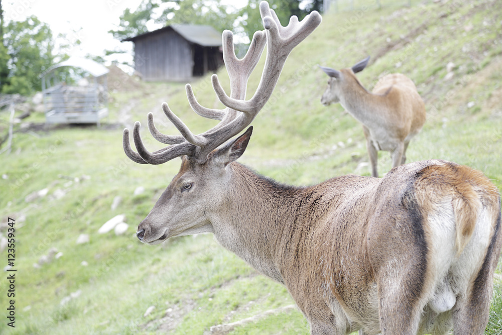 Several red deer (Cervus elaphus) Several red deer (Cervus elaphus)