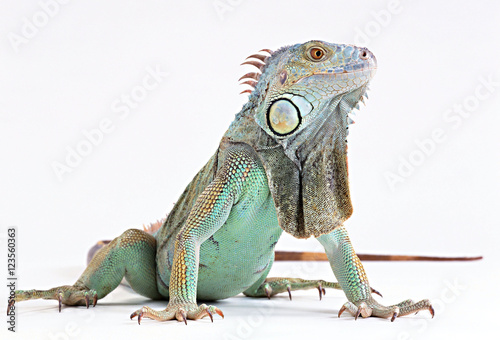 Photo skin lizard