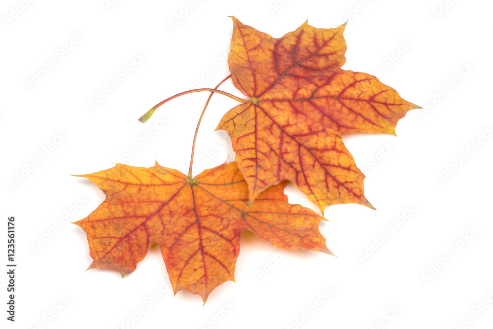 two fallen beautiful autumn maple leaf two fallen beautiful autumn maple leaf
