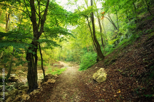 Fototapeta Naklejka Na Ścianę i Meble -  Forest road