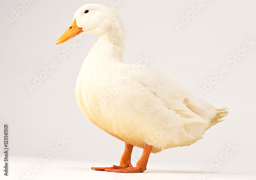 One white duck isolated on white background