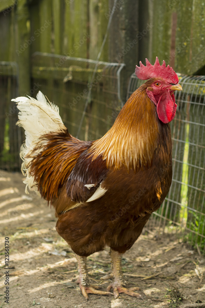 Single brown rooster