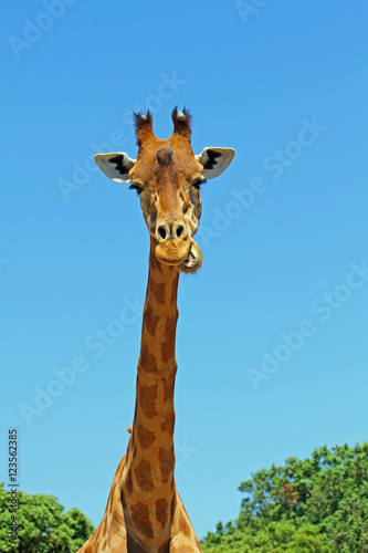 La girafe mange