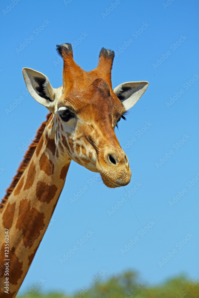 Tête de Girafe