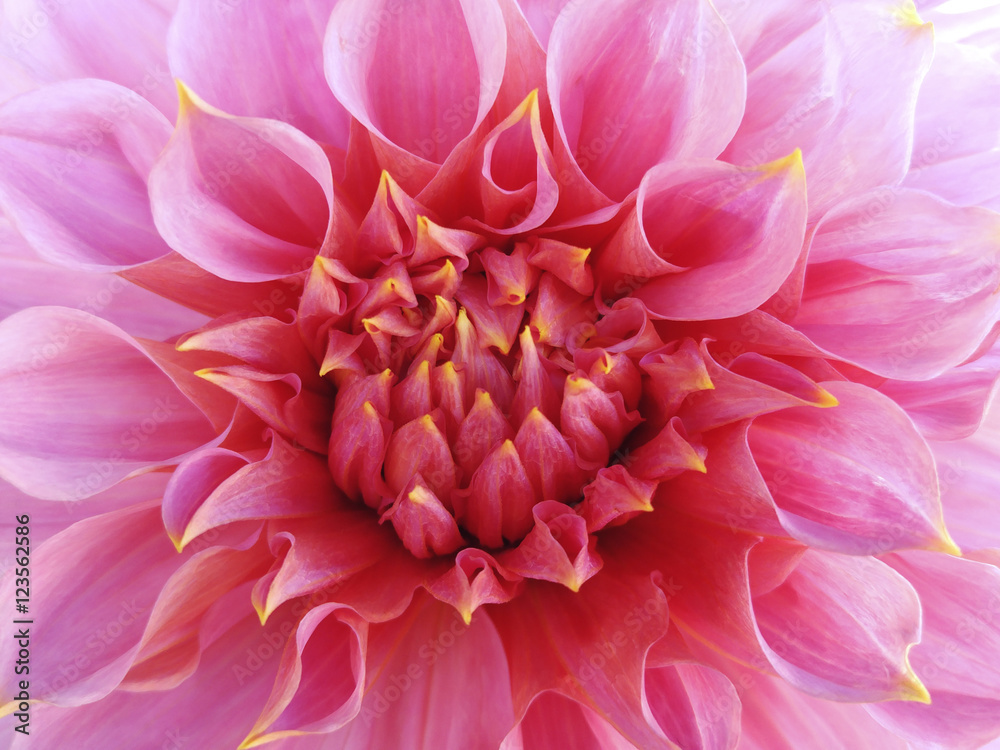 pink dahlia  flower.  Close-up. Macro. Nature. beautiful  flower.