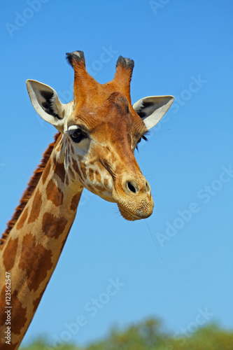 Tête de Girafe