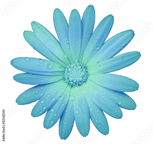turquoise flower with clipping path isolated on white background. garden flower calendula. Closeup. water drops. Nature.