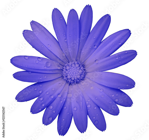 purple flower with clipping path isolated on white background. garden flower calendula. Closeup. water drops. Nature.