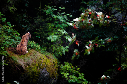 Lynx on his rock © Michal