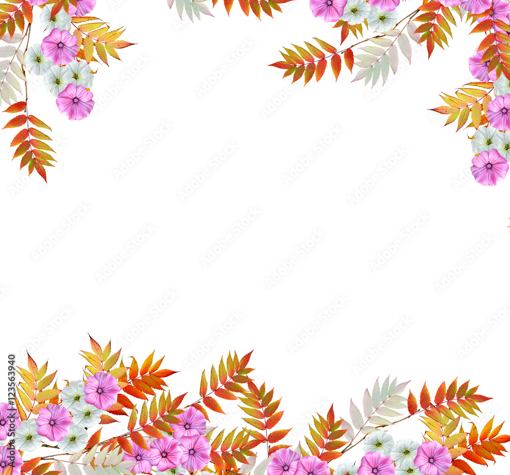 lavatera isolated on white background. bright flower lavatera isolated on white background. bright flower