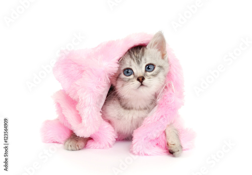 Little Kitten in Pink Fur Coat on a white