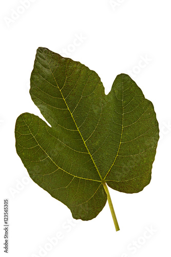 fig tree leaf