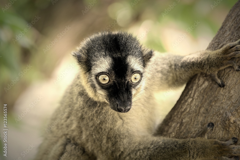 Obraz premium Lemur Portrait On Madagascar Island