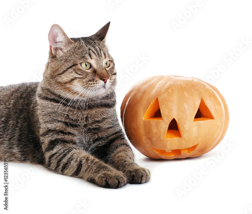 Cute tabby cat with Halloween pumpkin on white background © Africa Studio
