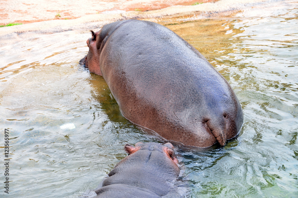 Fototapeta premium a hippo with her puppy