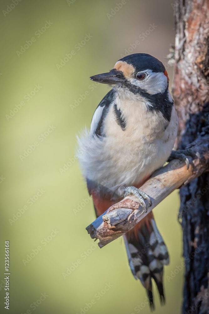 Fototapeta premium Spotted Woodpecker