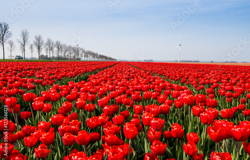 Tulips in Holland