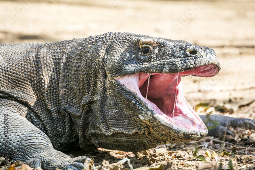 The Komodo dragon