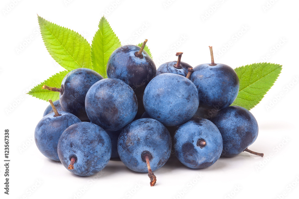 Obraz premium heap of fresh blackthorn berries with leaves isolated on white background