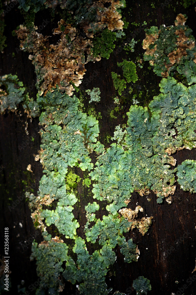 The trunk of an old cypress