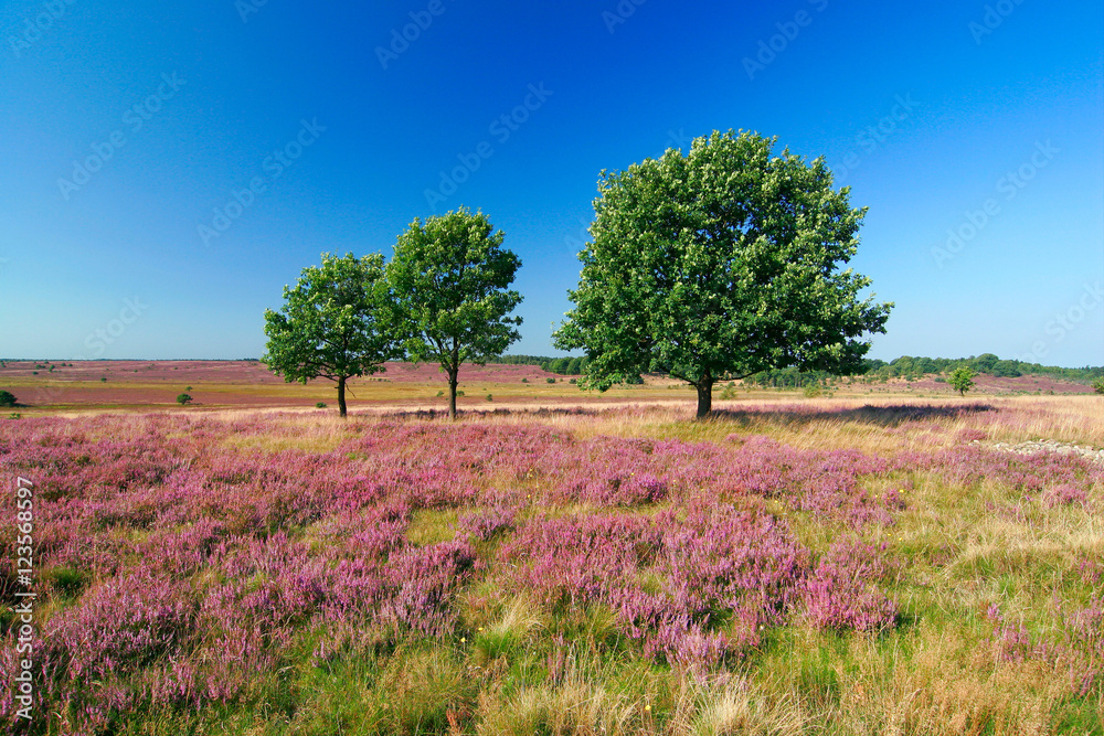Die Lüneburger Heide in voller Blüte Die Lüneburger Heide in voller Blüte
