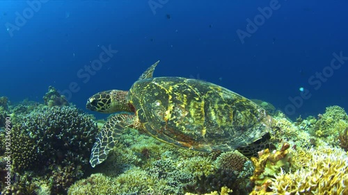 Hawksbill turtle on a Coral reef. 4k footage