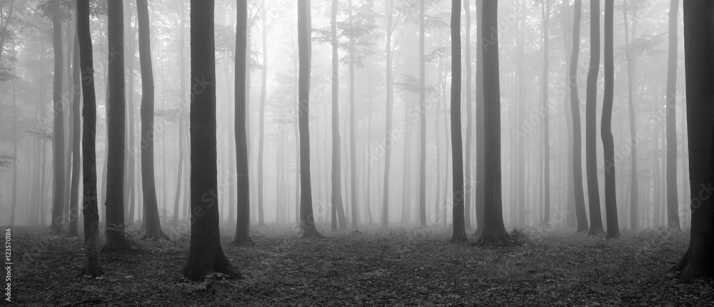 Fototapeta premium Las buków jesienią, mgła i deszcz, czarno-biały