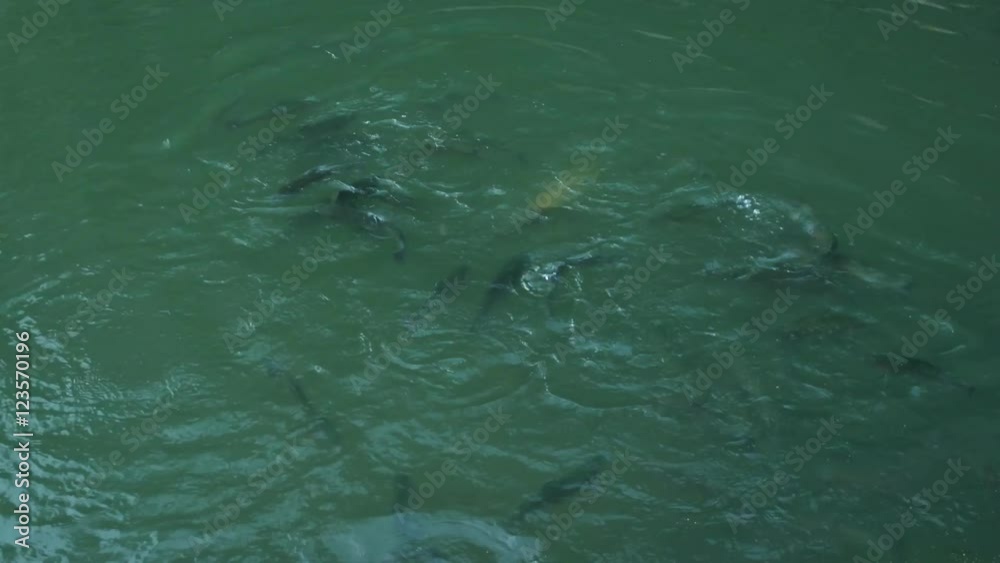 Hungry salmon feeding at fish farm. White alone fish in the flock. Hungry salmon feeding at fish farm. White alone fish in the flock.