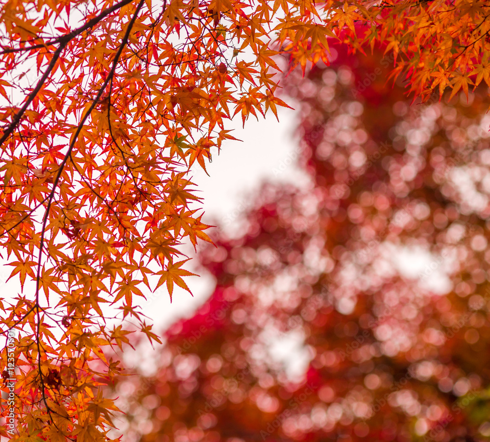 autumn leaves, very shallow focus autumn leaves, very shallow focus