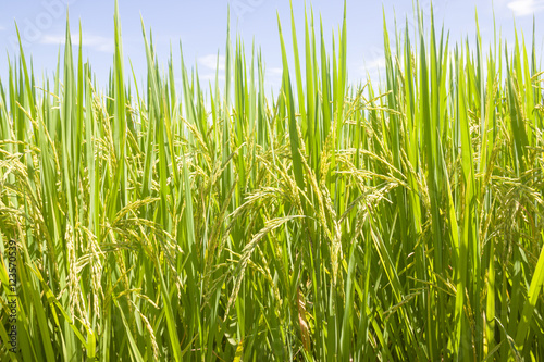 the Green rice in the field rice background  thailand harvest.