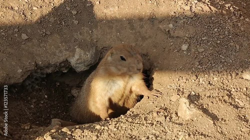 Wallpaper Mural Prairie Dog Adult Alert at Burrow Entrance Torontodigital.ca