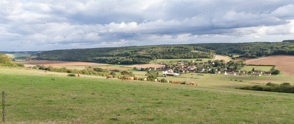 Fototapeta premium Vaches