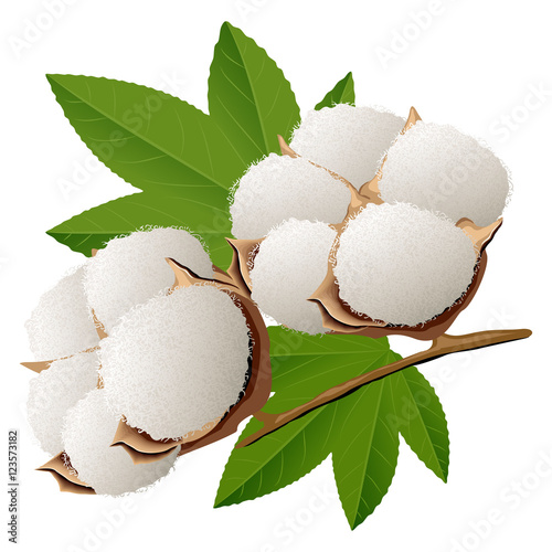 Realistic cotton branch