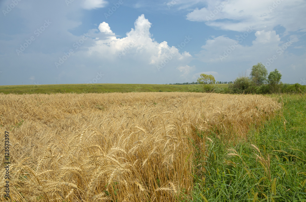 Summer landscape with wheat field