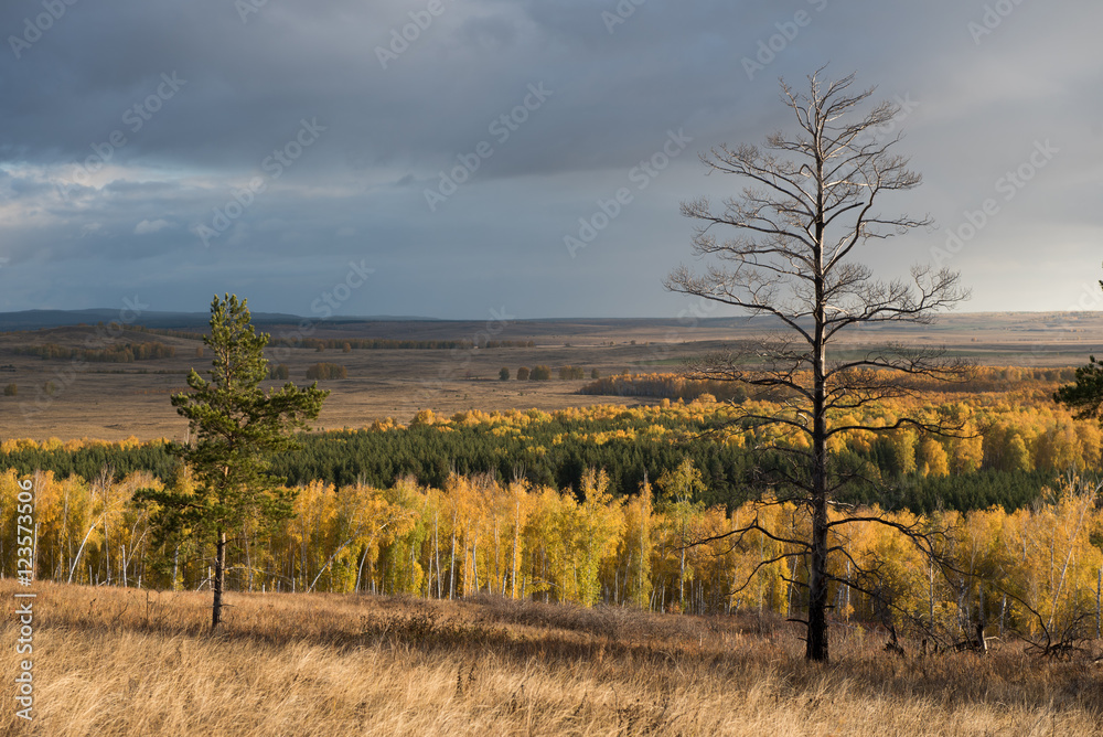 Two pine-trees on a hill and fall forest on the background
