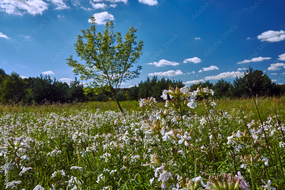 Obraz premium White flowers on the forest meadow in summer in Poland.