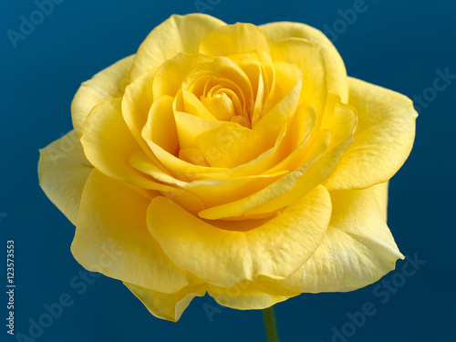 Beautiful yellow rose on a dark blue background.