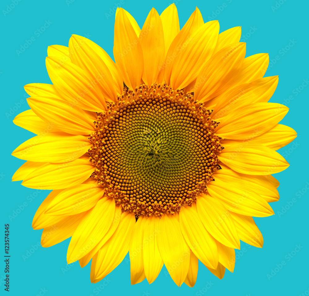 Naklejka premium Sunflower closeup on a blue background