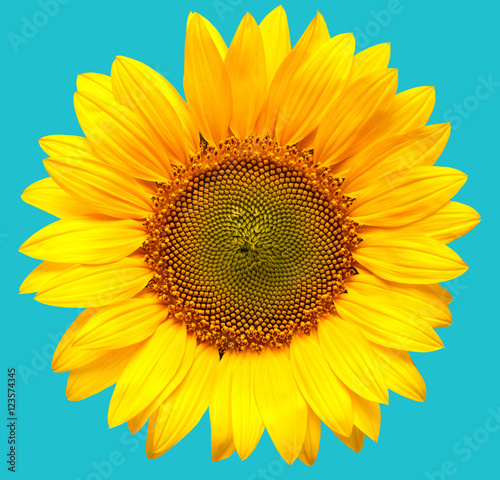 Fototapeta Naklejka Na Ścianę i Meble -  Sunflower closeup on a blue background
