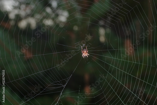 Image of dreadful spider on his net in dark forest photo