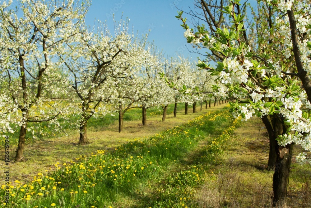 apple orchard in spring 2