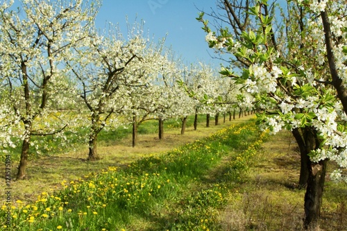 apple orchard in spring 2